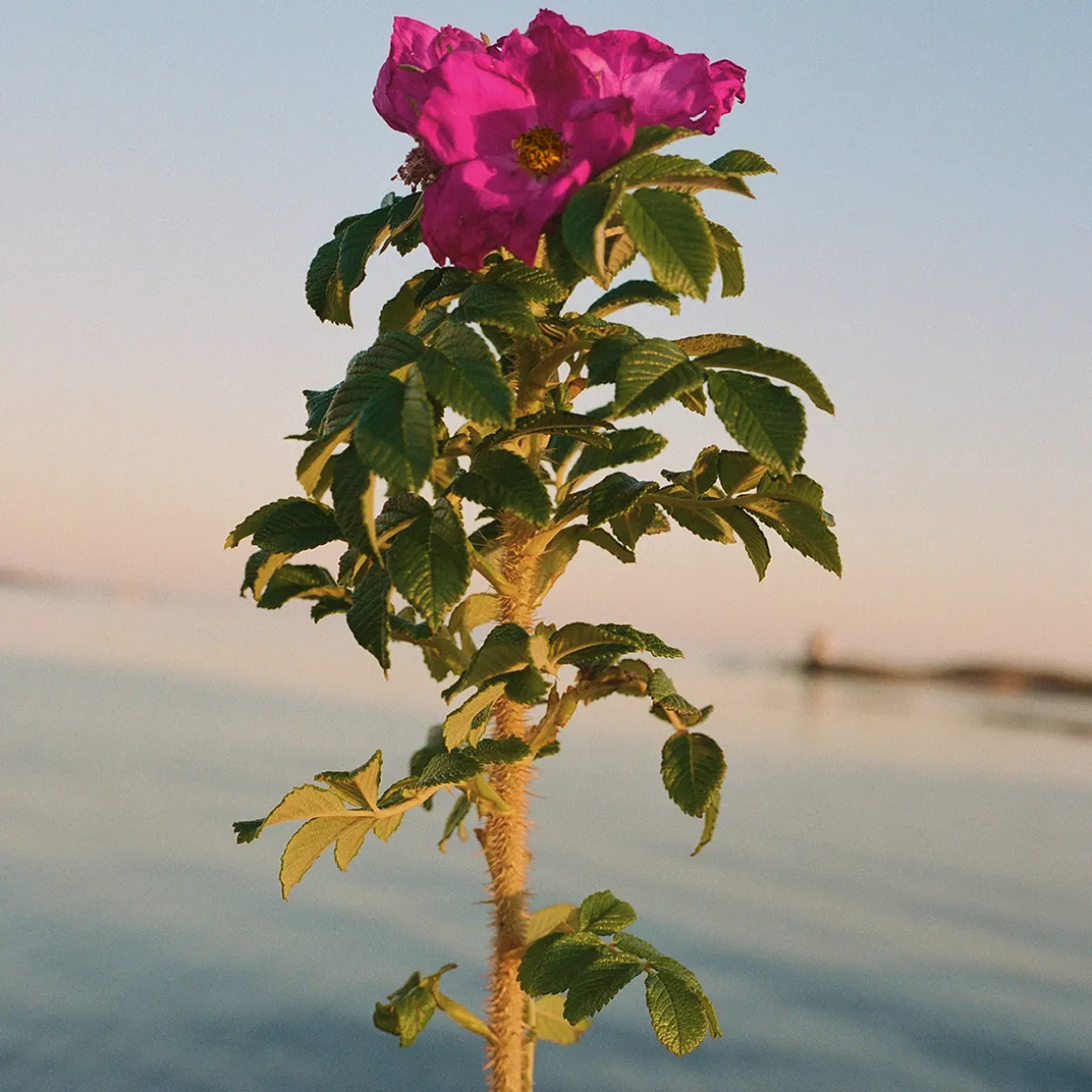 328 Beach Rose Body Lotion 240ml