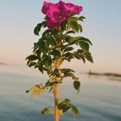 327 Beach Rose Hand & Body Wash 450ml