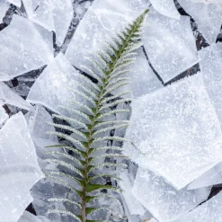 Absinthe Boréale Eau de Parfum 100ml