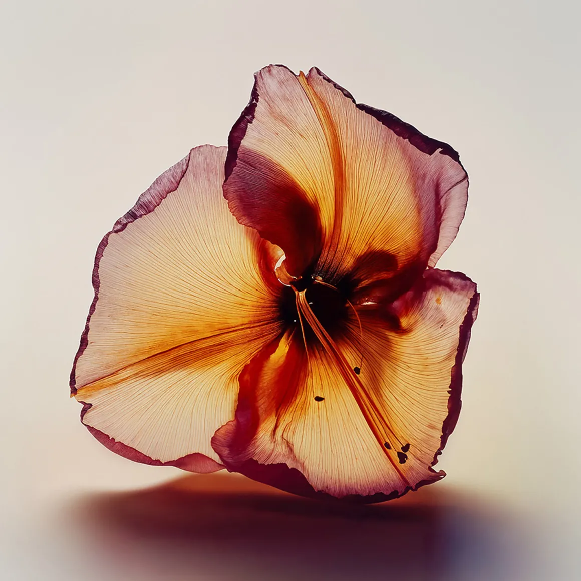 ACT 6 Eau de Parfum 100ml