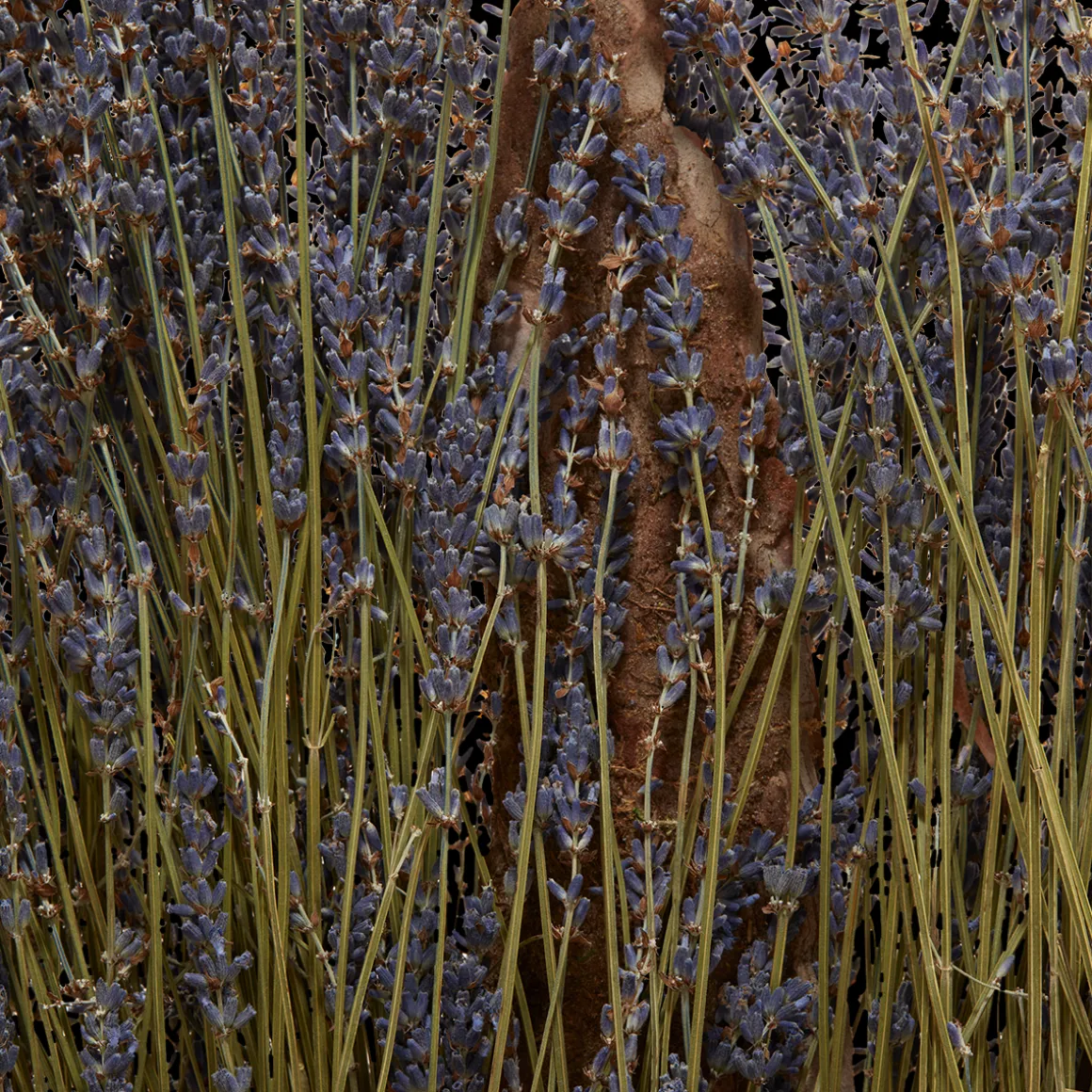 Aroma Eau de Parfum - Soul 10ml