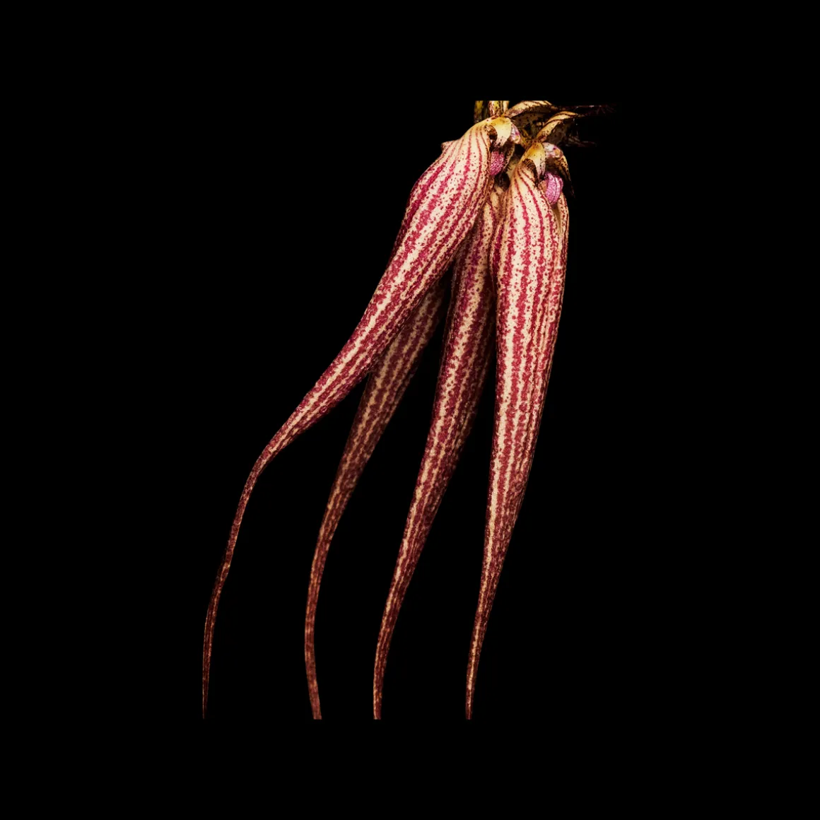 Bal D'Afrique Absolu 50ml