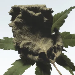 Cannabis Patchouli Hand Cream 50ml