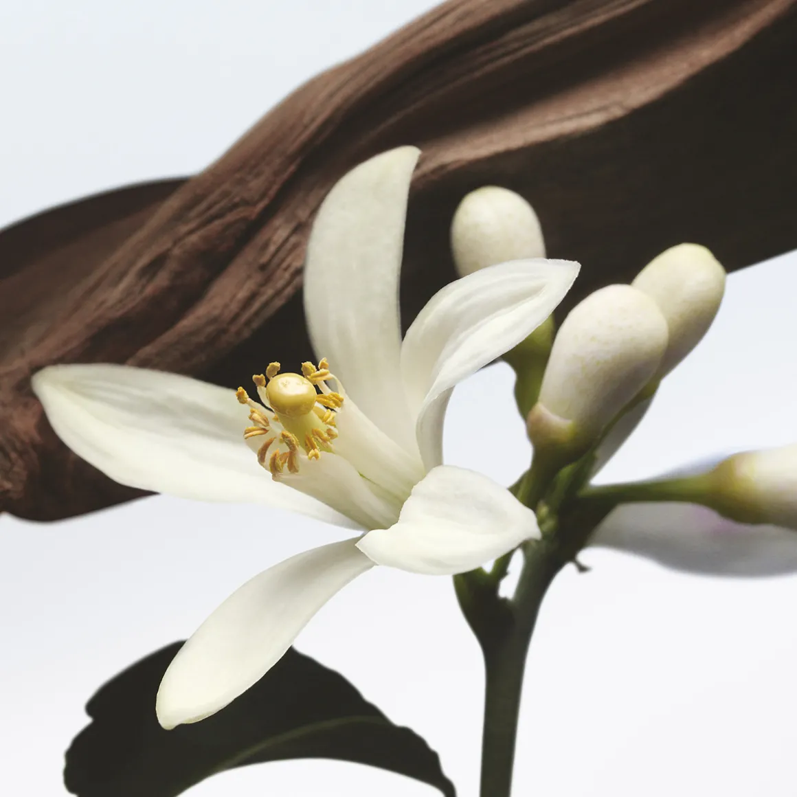 Jardin de l'Orangerie Eau de Parfum 100ml