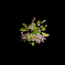 K Blue Holysm Eau de Parfum 50ml