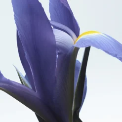 Neon Garden Eau de Parfum 100ml