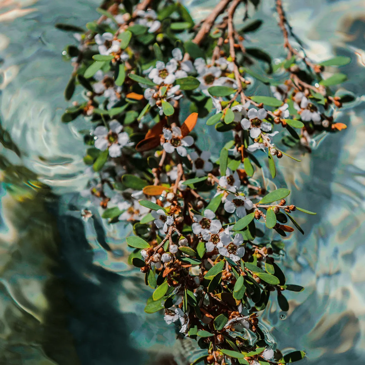 Pacific Rock Flower Eau de Parfum 10ml