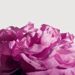 Radical Rose Extrait de Parfum 100ml