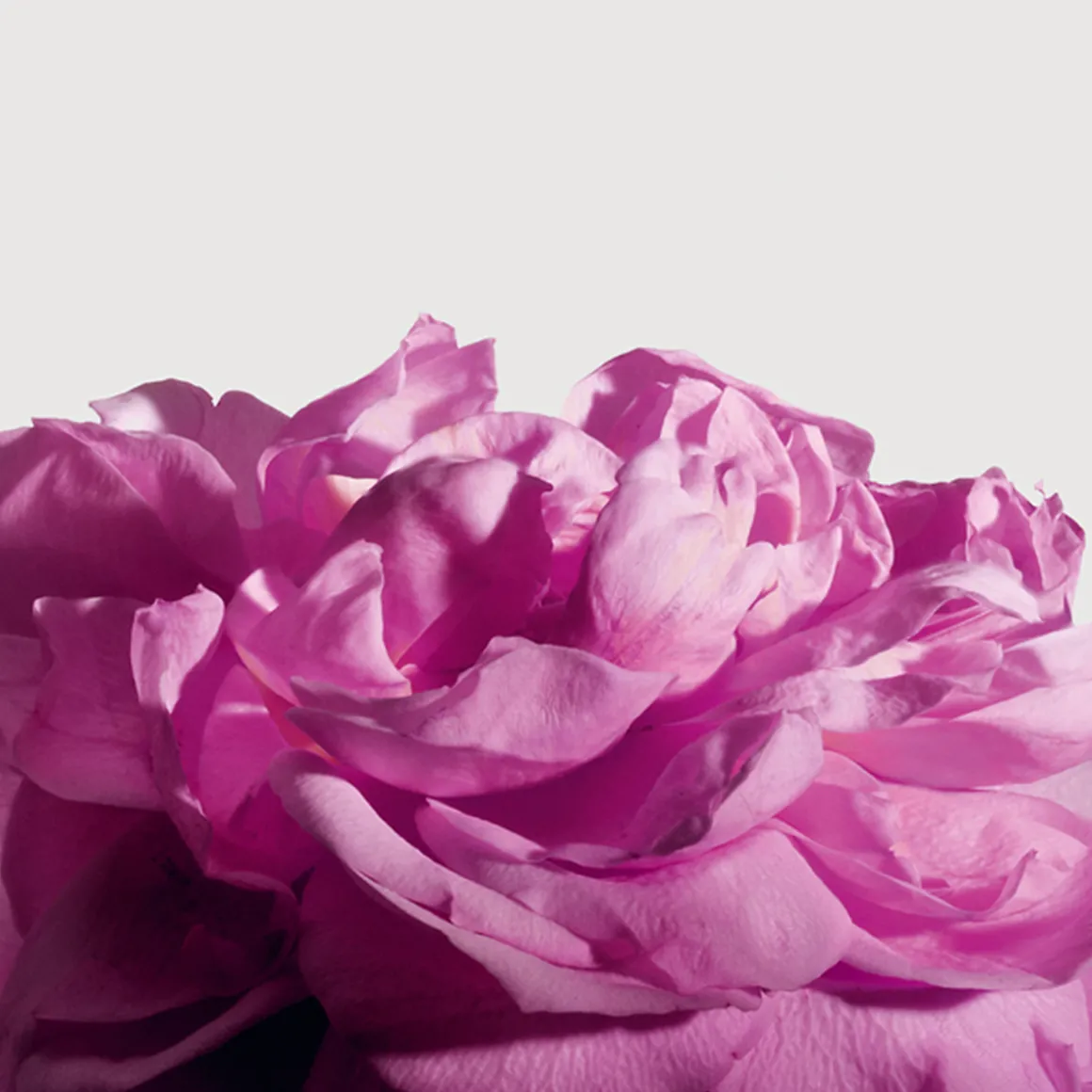 Radical Rose Extrait de Parfum 100ml