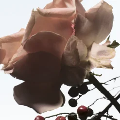 Raving Rose Eau de Parfum 100ml