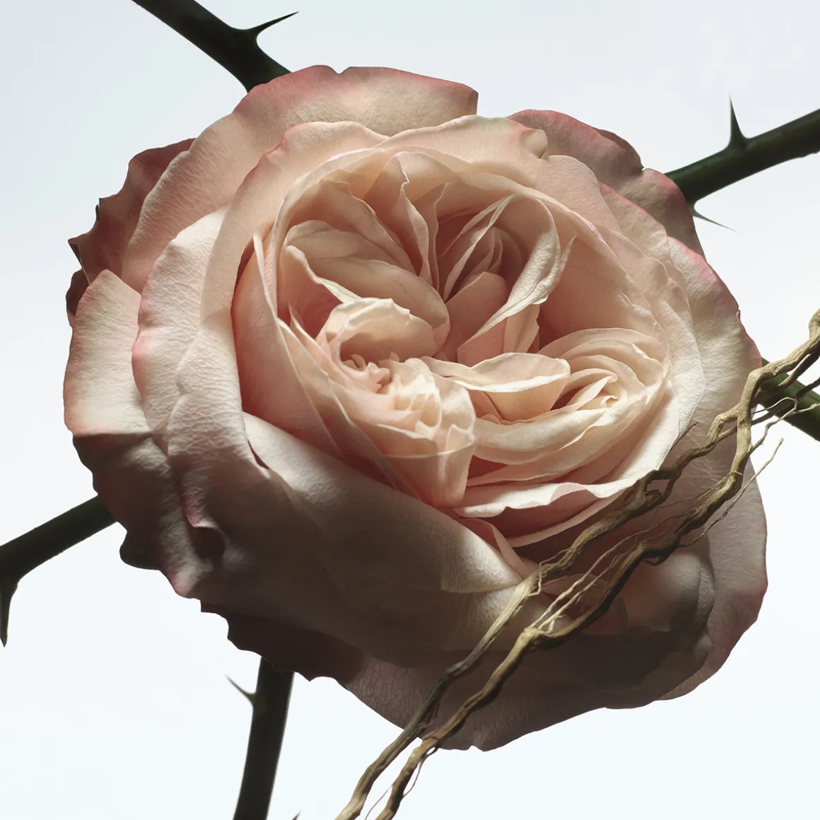 Rosa Carnivora Eau de Parfum Refill 200ml