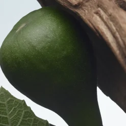 Santal Greenery Eau de Parfum 100ml