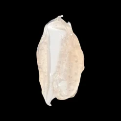 The Pussy Smooch 30ml