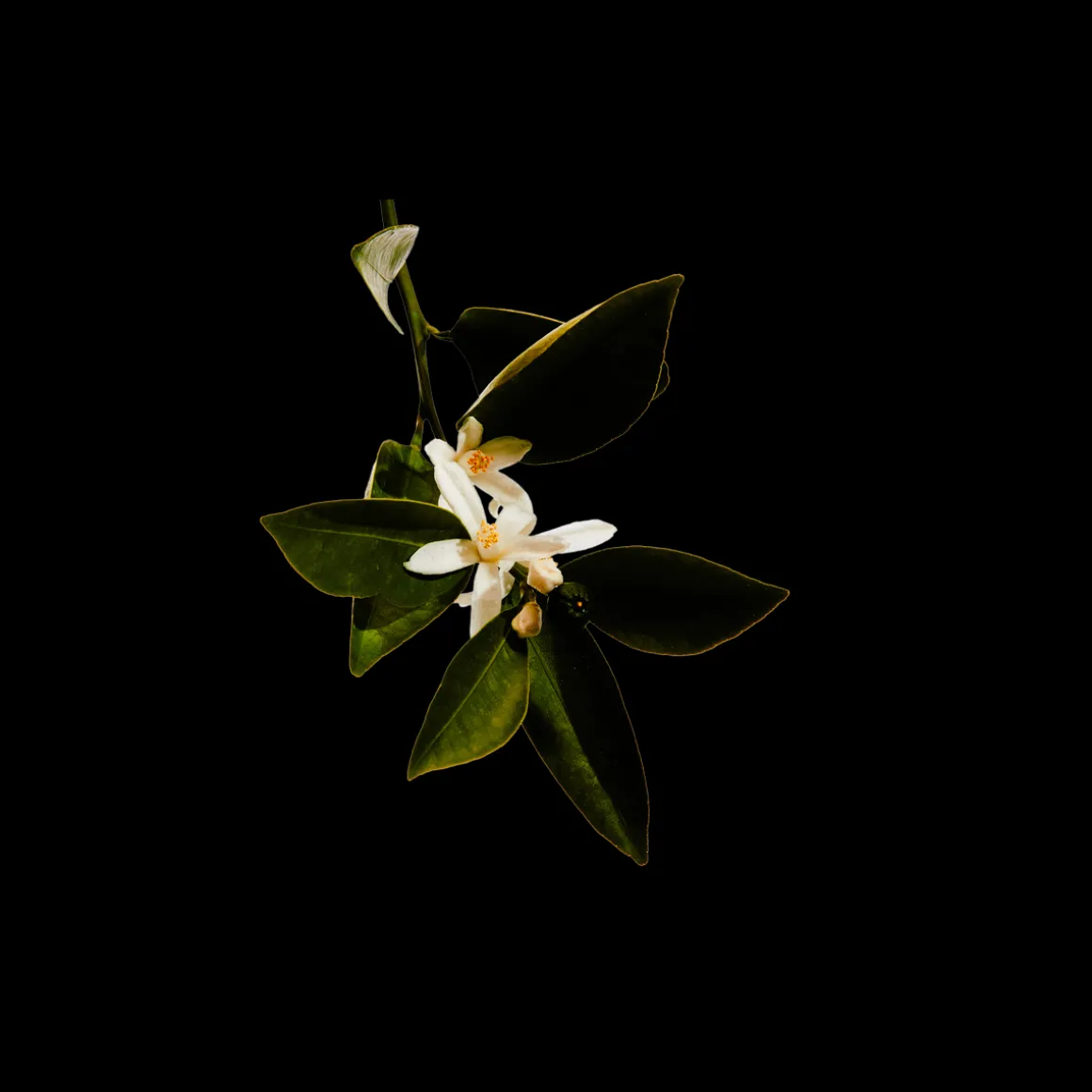 UPPM Casa De Campo Eau de Parfum 100ml