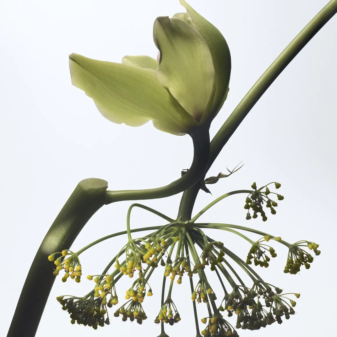 Vanille Camouflage Eau de Parfum Refill 200ml