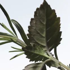 Voodoo Chile Eau de Parfum 100ml