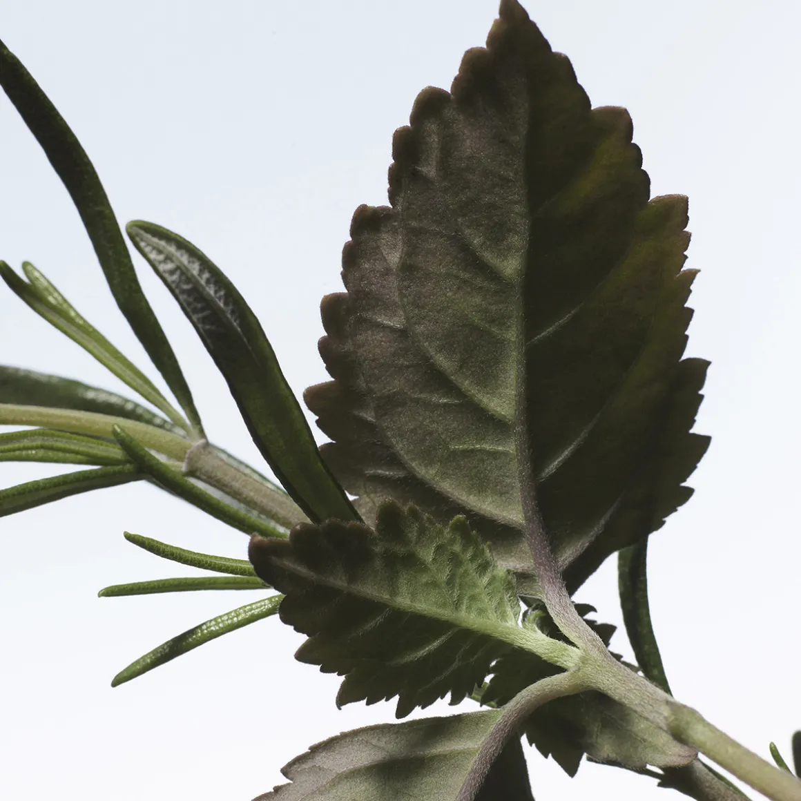 Voodoo Chile Eau de Parfum 100ml